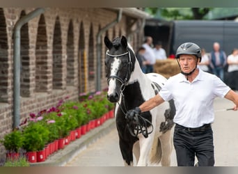 Lewitzer, Stallone, 3 Anni, 142 cm, Tobiano-tutti i colori