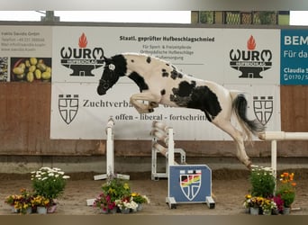 Lewitzer, Stallone, 3 Anni, 142 cm, Tobiano-tutti i colori