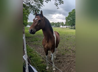 Lewitzer, Stallone, 3 Anni, 146 cm, Pezzato
