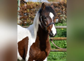 Lewitzer, Stallone, 3 Anni, 147 cm, Tobiano-tutti i colori