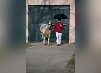 Lewitzer, Stallone, 3 Anni, Pezzato