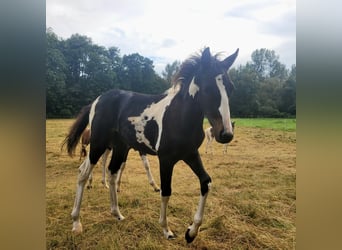 Lewitzer, Stallone, Puledri
 (05/2024), 145 cm, Tobiano-tutti i colori