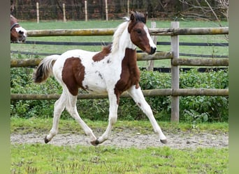 Lewitzer, Stallone, Puledri (05/2025), 148 cm, Tobiano-tutti i colori