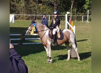 Lewitzer, Sto, 13 år, 135 cm, Pinto