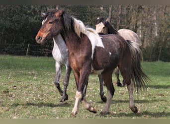 Lewitzer, Sto, 2 år, 141 cm, Tobiano-skäck-alla-färger