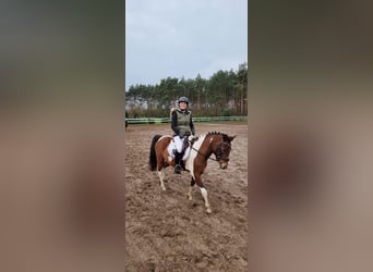 Lewitzer, Sto, 5 år, 139 cm, Pinto