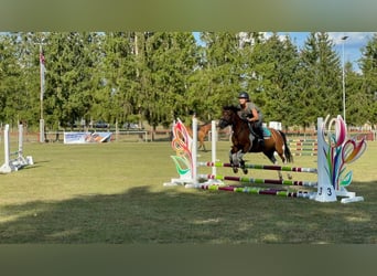 Lewitzer, Sto, 5 år, 139 cm, Pinto
