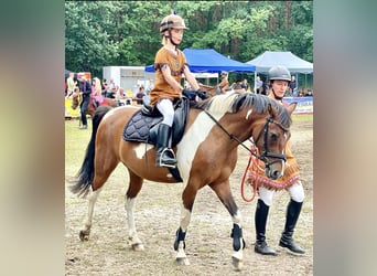 Lewitzer, Sto, 5 år, 139 cm, Pinto
