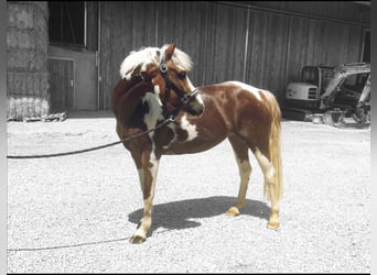 Lewitzer, Sto, 8 år, 135 cm, Pinto