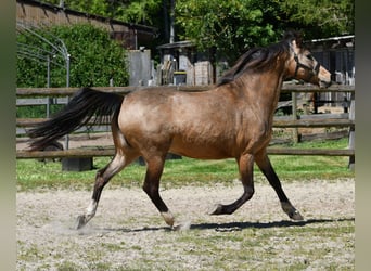 Lewitzer, Stute, 10 Jahre, 147 cm, Buckskin