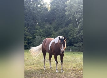 Lewitzer Mix, Stute, 12 Jahre, 150 cm, Schecke