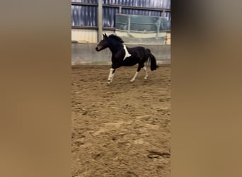 Lewitzer Mix, Stute, 13 Jahre, 130 cm, Schecke