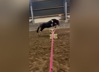 Lewitzer Mix, Stute, 13 Jahre, 130 cm, Schecke