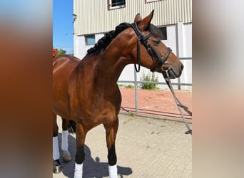 Lewitzer, Stute, 13 Jahre, 145 cm, Brauner