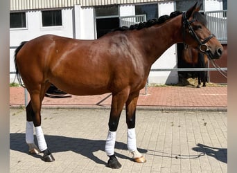 Lewitzer, Stute, 13 Jahre, 145 cm, Brauner