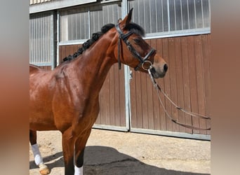 Lewitzer, Stute, 13 Jahre, 145 cm, Brauner