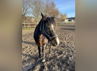 Lewitzer Mix, Stute, 13 Jahre, 148 cm, Brauner