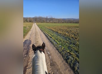 Lewitzer, Stute, 14 Jahre, 140 cm, Schecke