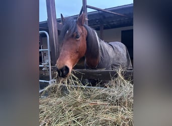 Lewitzer Mix, Stute, 15 Jahre, 142 cm, Schecke