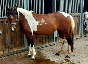 Lewitzer Mix, Stute, 15 Jahre, 146 cm, Schecke