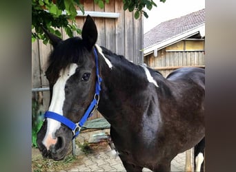 Lewitzer, Stute, 17 Jahre, 135 cm, Rappe