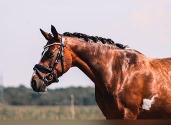 Lewitzer, Stute, 17 Jahre, 148 cm, Tobiano-alle-Farben