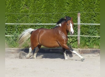 Lewitzer, Stute, 18 Jahre, 140 cm, Schecke