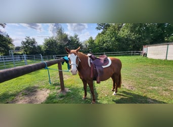 Lewitzer, Stute, 19 Jahre, 139 cm