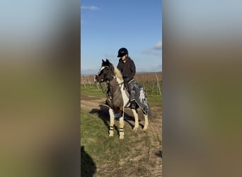 Lewitzer, Stute, 21 Jahre, 138 cm