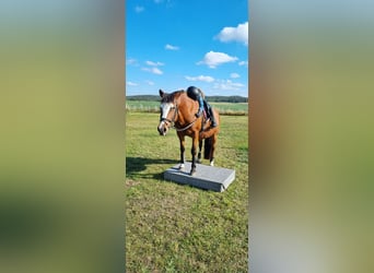 Lewitzer Mix, Stute, 21 Jahre, 148 cm, Brauner