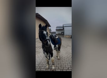 Lewitzer, Stute, 23 Jahre, 136 cm, Schecke