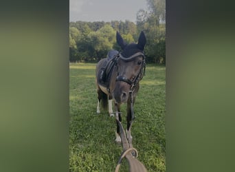 Lewitzer Mix, Stute, 26 Jahre, 142 cm, Dunkelbrauner