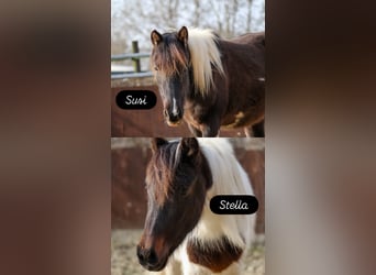 Lewitzer, Stute, 2 Jahre, Schecke