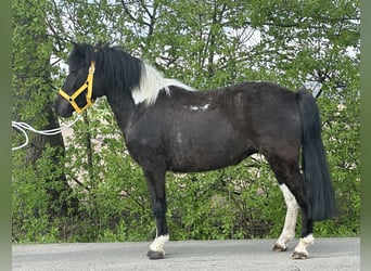 Lewitzer Mix, Stute, 3 Jahre, 122 cm, Schecke