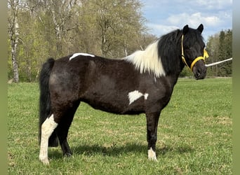 Lewitzer Mix, Stute, 3 Jahre, 122 cm, Schecke