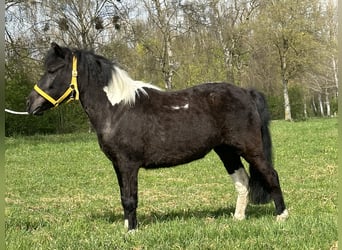 Lewitzer Mix, Stute, 3 Jahre, 122 cm, Schecke