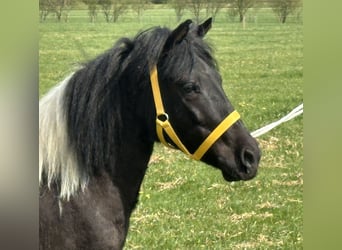 Lewitzer Mix, Stute, 3 Jahre, 122 cm, Schecke