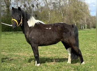 Lewitzer Mix, Stute, 3 Jahre, 122 cm, Schecke