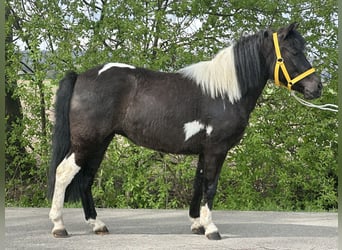 Lewitzer Mix, Stute, 3 Jahre, 122 cm, Schecke