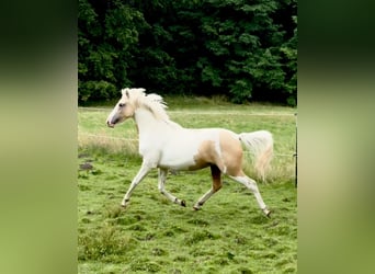 Lewitzer, Stute, 3 Jahre, 138 cm, Schecke