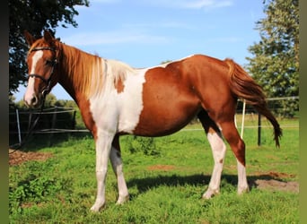 Lewitzer, Stute, 3 Jahre, 144 cm, Overo-alle-Farben
