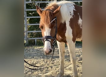 Lewitzer, Stute, 3 Jahre, 148 cm, Schecke