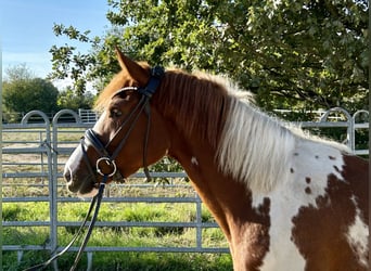 Lewitzer, Stute, 3 Jahre, 148 cm, Schecke