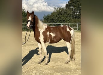 Lewitzer, Stute, 3 Jahre, 148 cm, Schecke