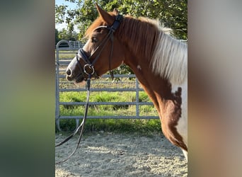 Lewitzer, Stute, 3 Jahre, 148 cm, Schecke