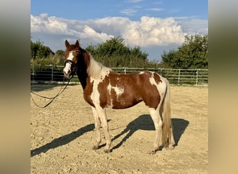 Lewitzer, Stute, 3 Jahre, 148 cm, Schecke