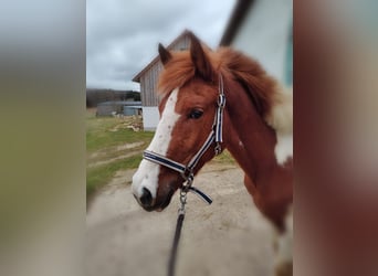 Lewitzer, Stute, 3 Jahre, 149 cm, Schecke