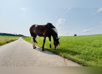 Lewitzer, Stute, 3 Jahre, 155 cm, Schecke