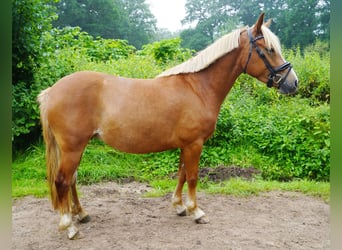 Lewitzer, Stute, 4 Jahre, 138 cm, Fuchs