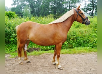Lewitzer, Stute, 4 Jahre, 138 cm, Fuchs